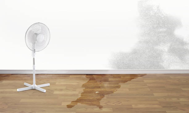Best Carpet water damage restoration  in Hamton, IL